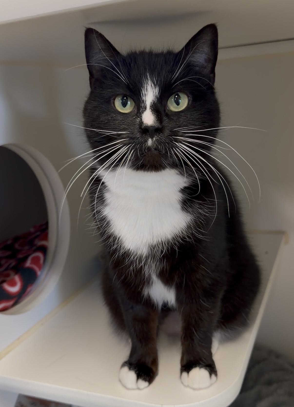 Enlarge Smitten, a ADOPTABLE Domestic Short Hair in Delta, BC image 1/2