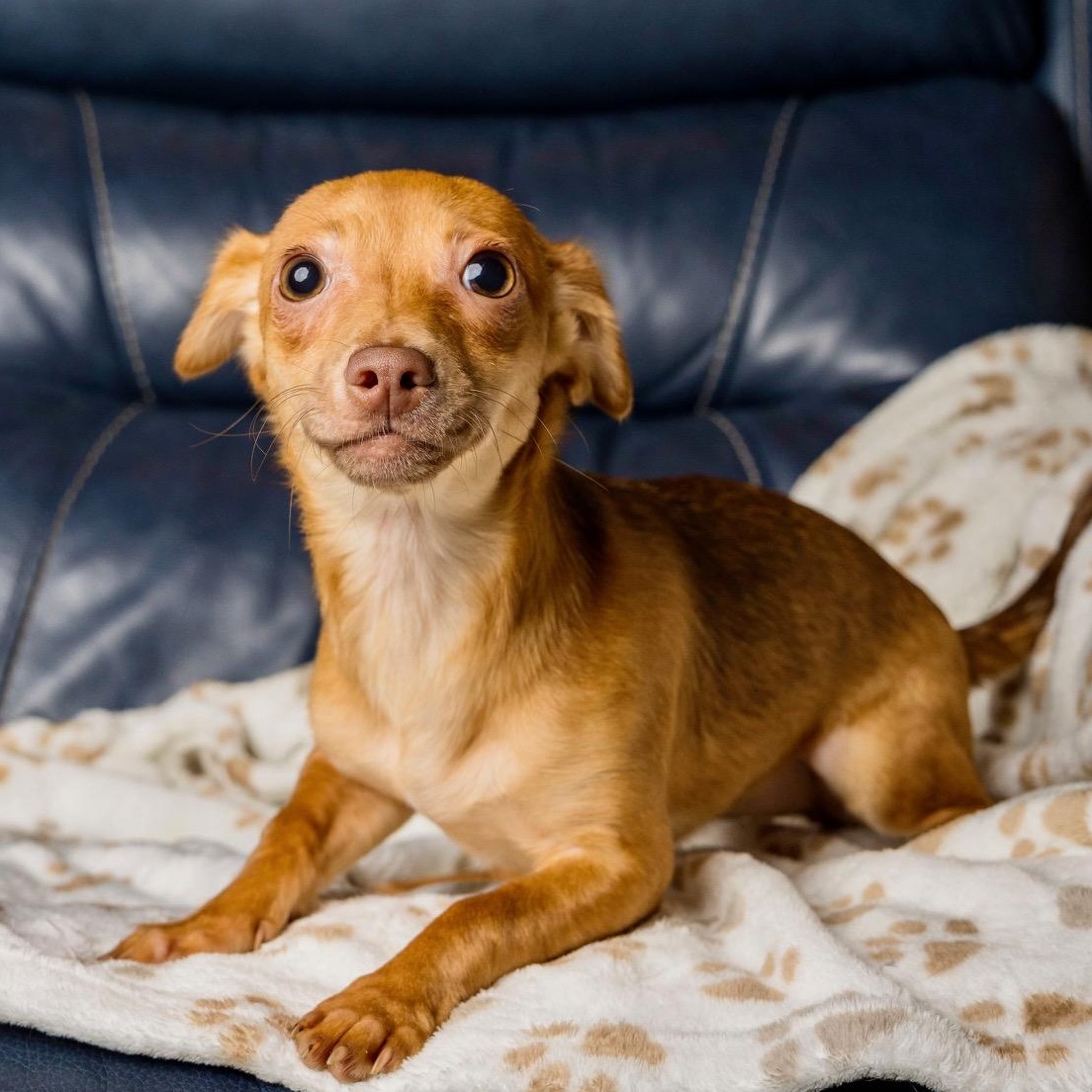 Enlarge Ashrah, a Adoptable mixed breed in Richmond, VA image 4/6