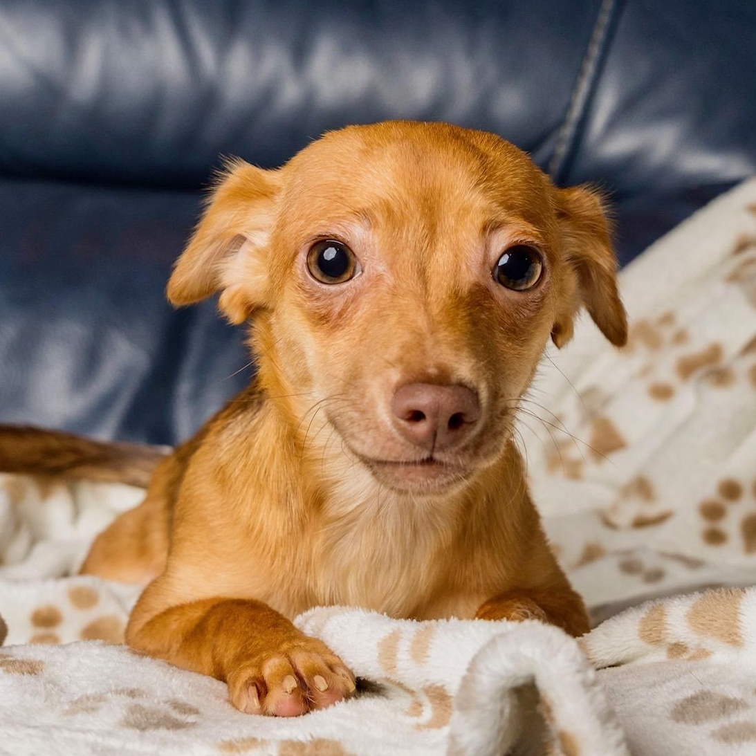 Ashrah, Adoptable, Puppy Female Chihuahua.
