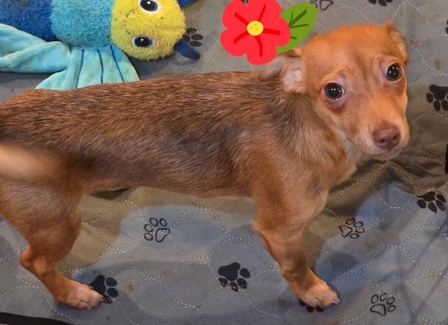 Enlarge Ashrah, a Adoptable mixed breed in Richmond, VA image 6/6