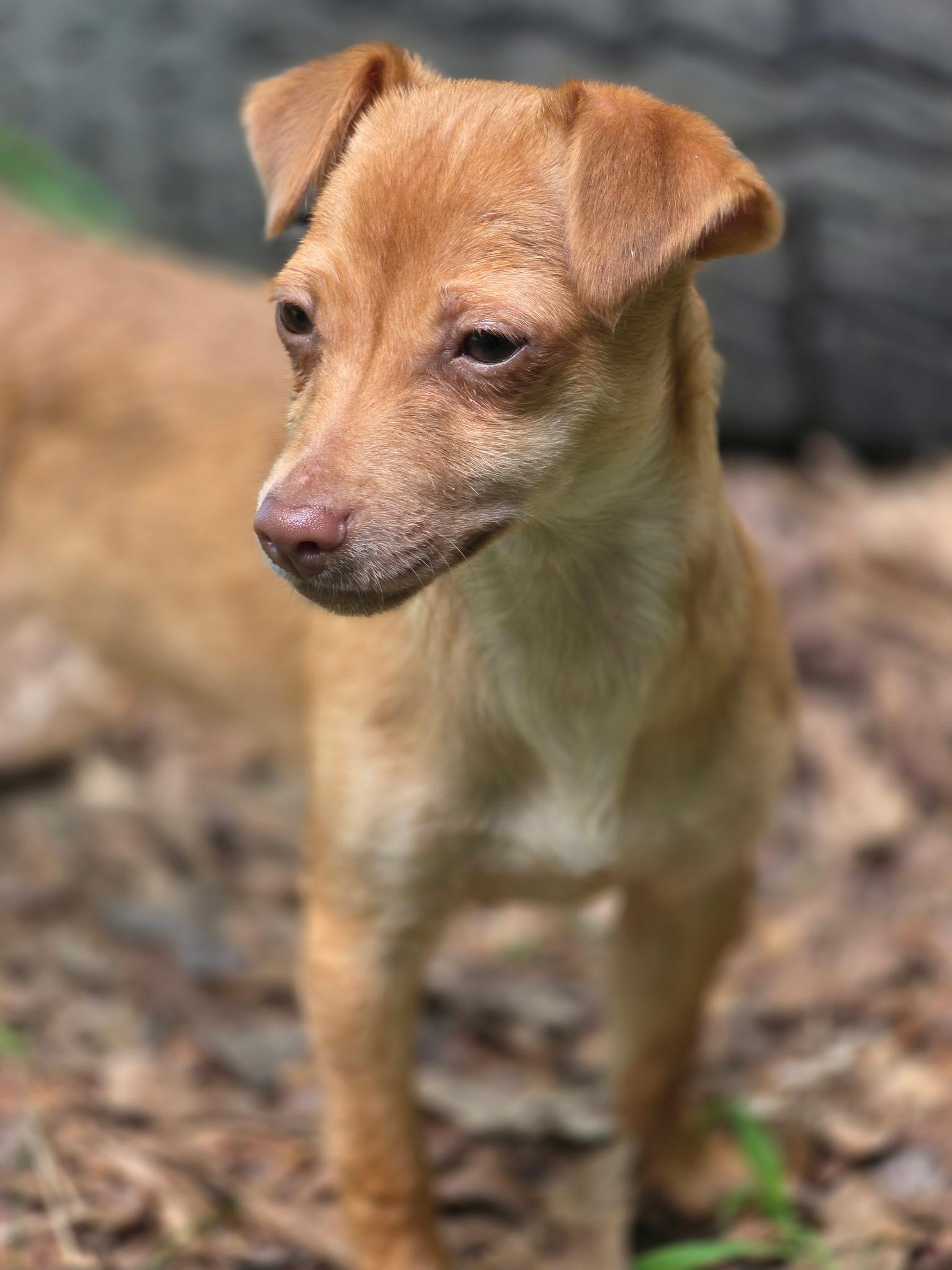 Enlarge Ashrah, a Adoptable mixed breed in Richmond, VA image 3/6