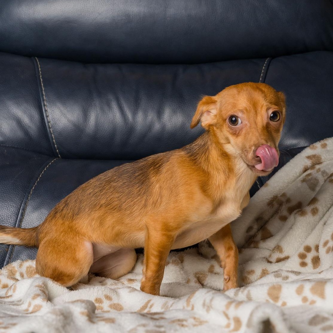 Enlarge Ashrah, a Adoptable mixed breed in Richmond, VA image 5/6