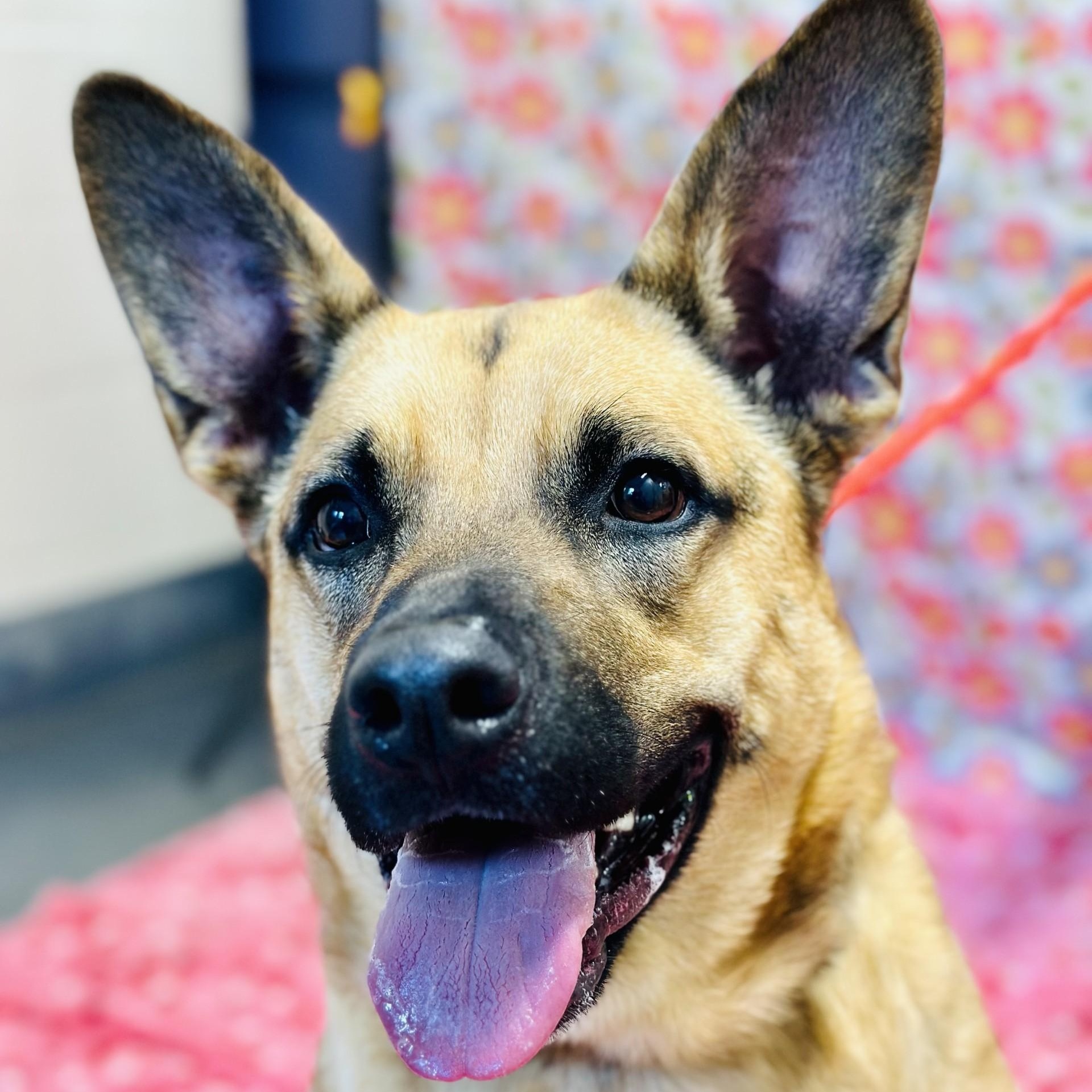 Nova, ADOPTABLE, Adult Female German Shepherd Dog.