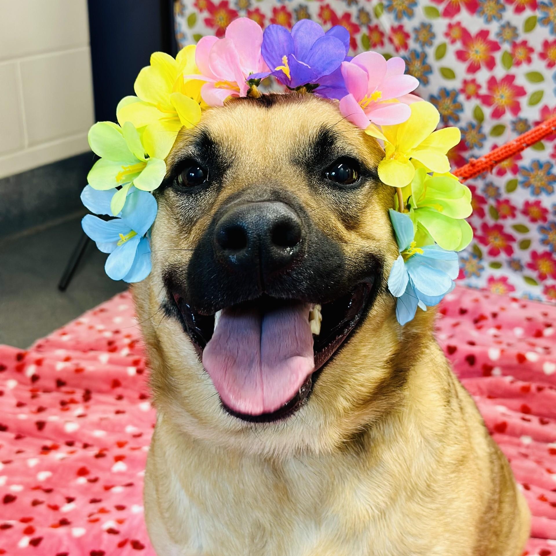 Enlarge Nova, a ADOPTABLE German Shepherd Dog in Manahawkin, NJ image 4/5