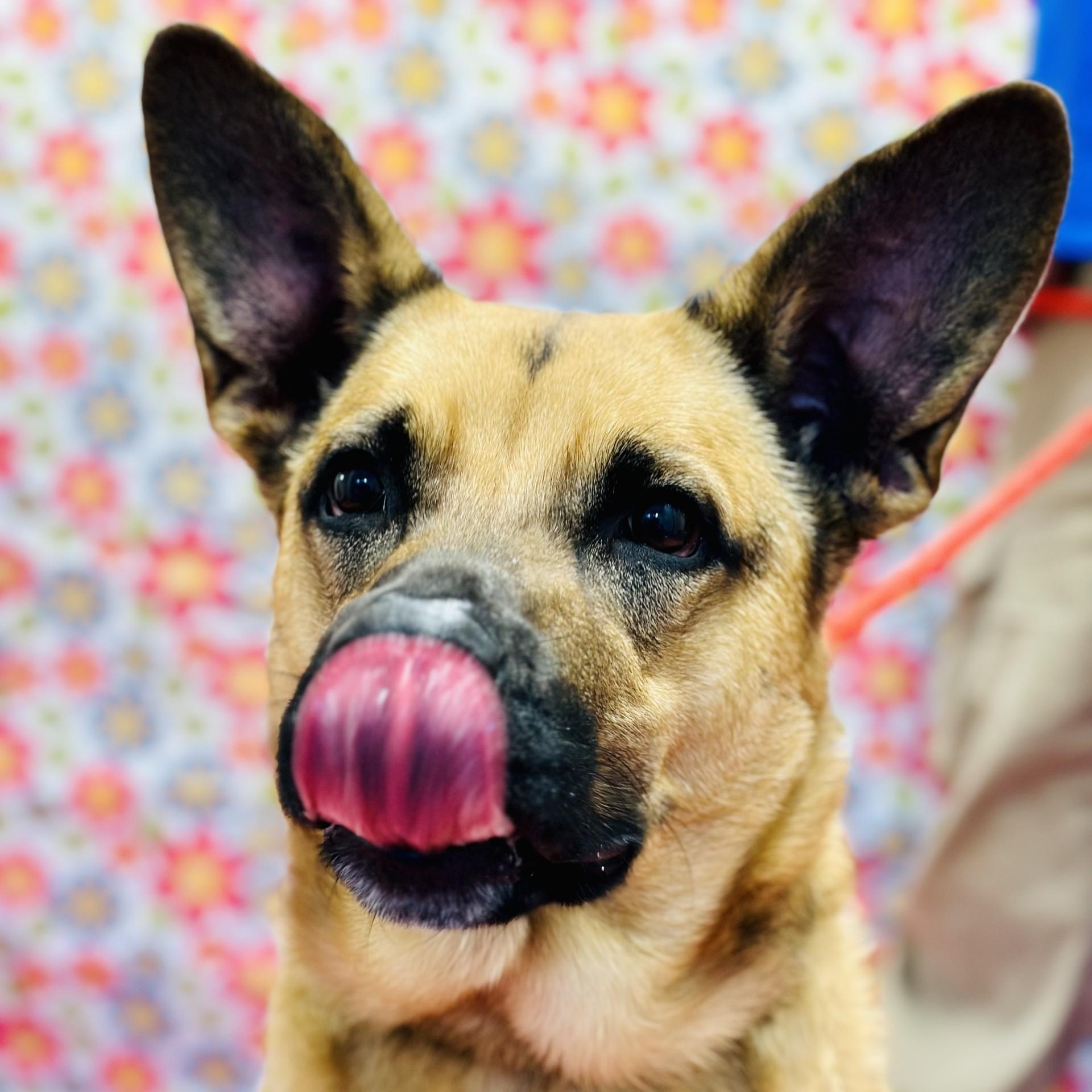 Enlarge Nova, a ADOPTABLE German Shepherd Dog in Manahawkin, NJ image 2/5