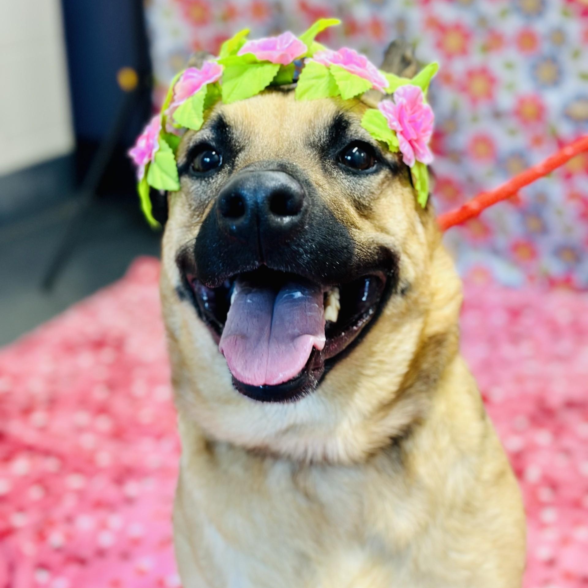 Enlarge Nova, a ADOPTABLE German Shepherd Dog in Manahawkin, NJ image 5/5