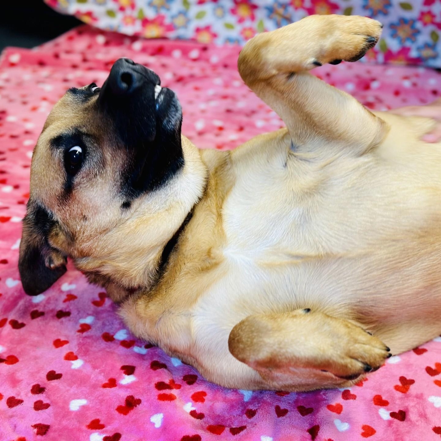 Enlarge Nova, a ADOPTABLE German Shepherd Dog in Manahawkin, NJ image 3/5