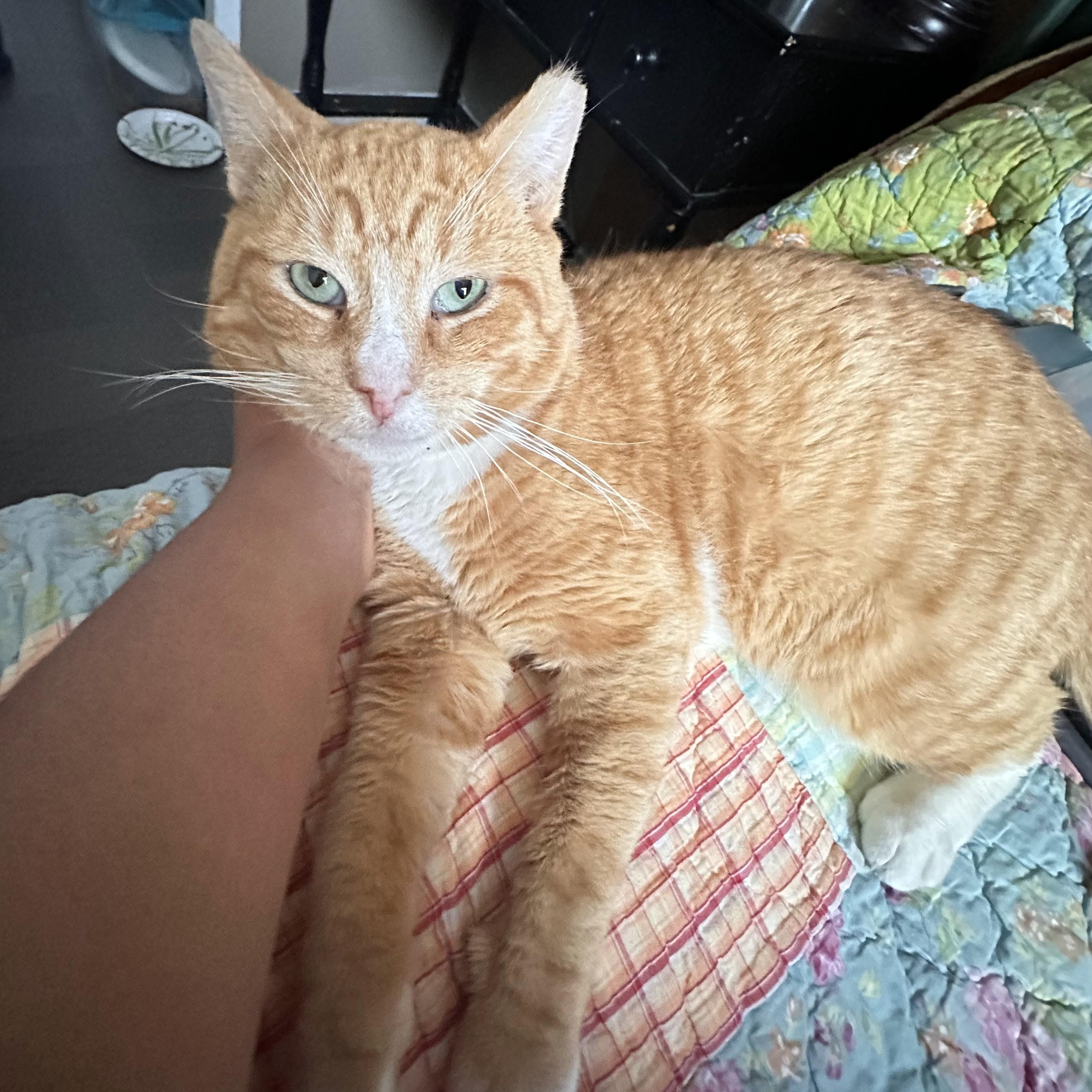 Enlarge Cheddar (FIV+), an adopted American Shorthair in Weehawken, NJ image 2/6