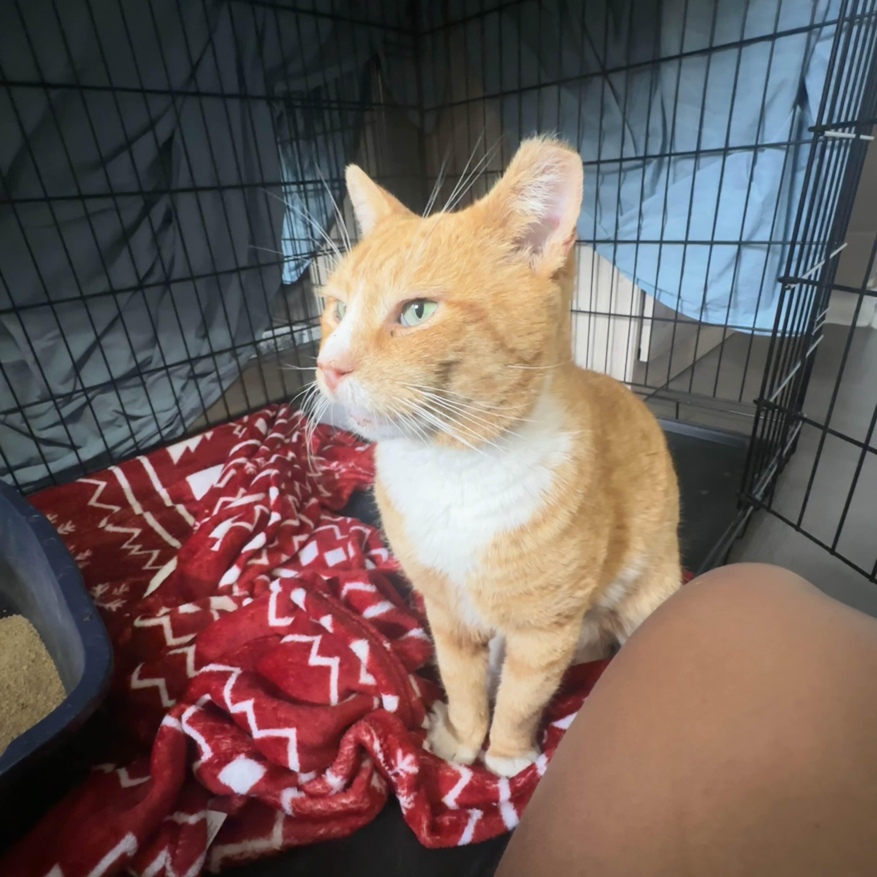 Enlarge Cheddar (FIV+), a ADOPTABLE American Shorthair in Weehawken, NJ image 4/6