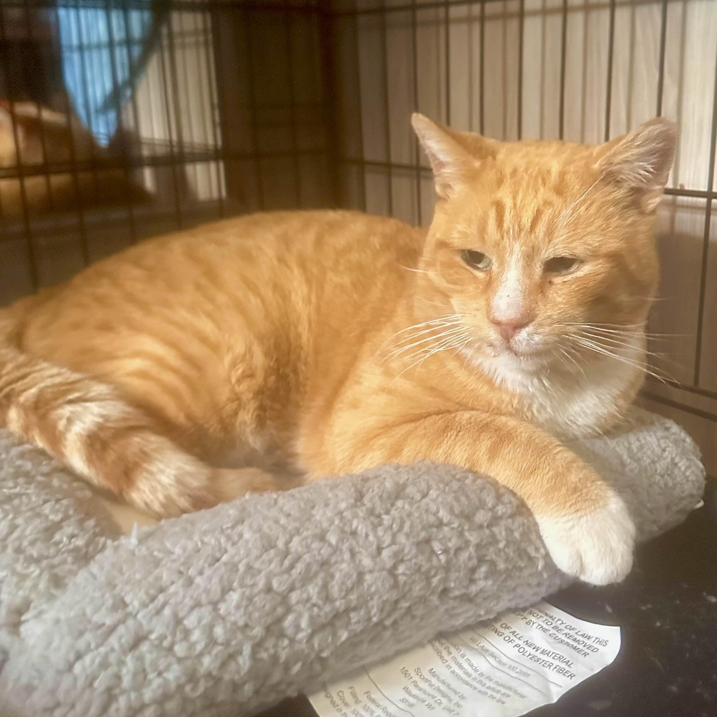 Enlarge Cheddar (FIV+), a ADOPTABLE American Shorthair in Weehawken, NJ image 1/6