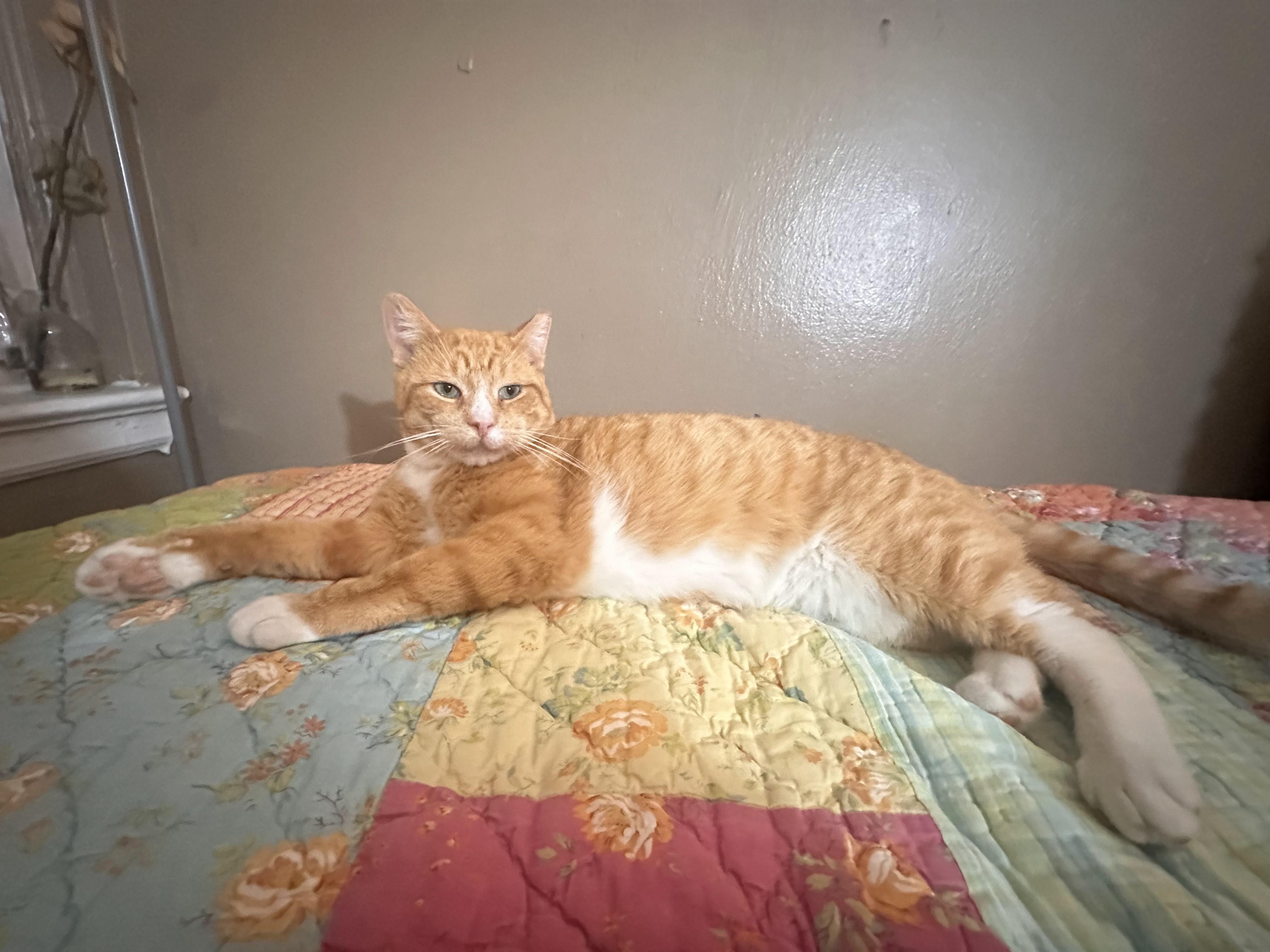 Enlarge Cheddar (FIV+), an adopted American Shorthair in Weehawken, NJ image 6/6