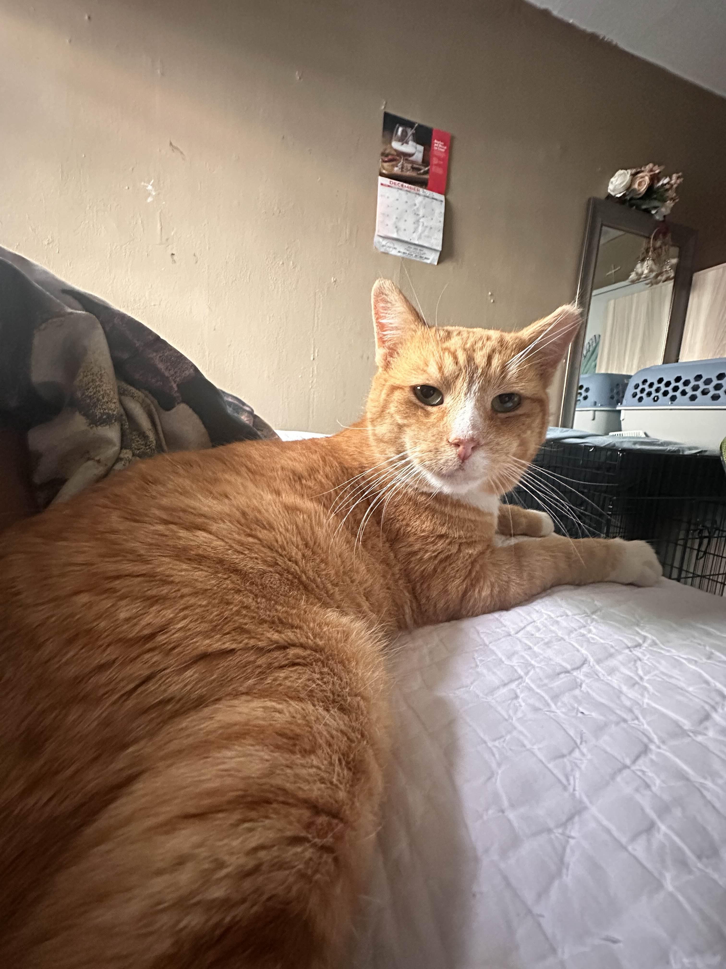 Enlarge Cheddar (FIV+), a ADOPTABLE American Shorthair in Weehawken, NJ image 5/6