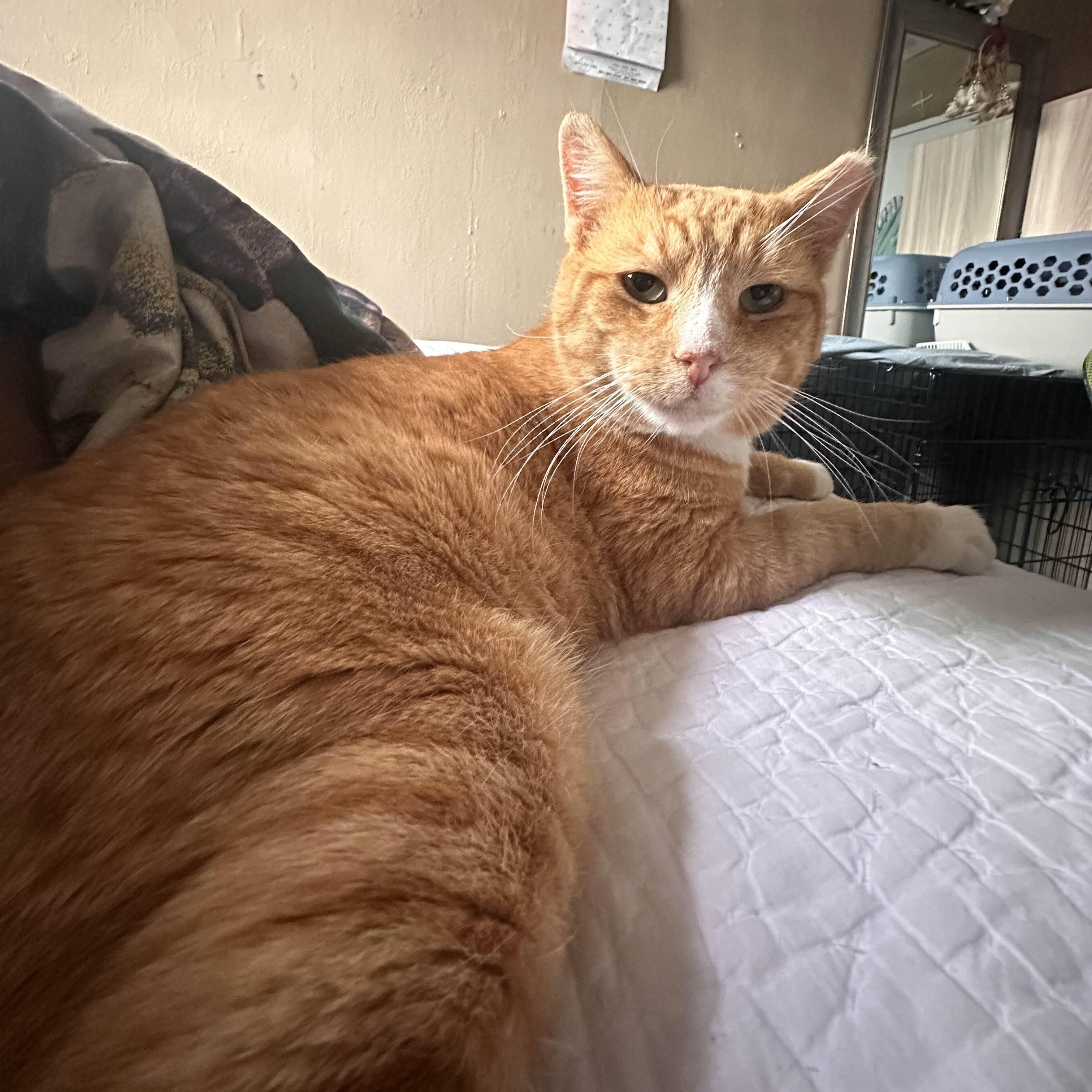 Enlarge Cheddar (FIV+), an adopted American Shorthair in Weehawken, NJ image 3/6