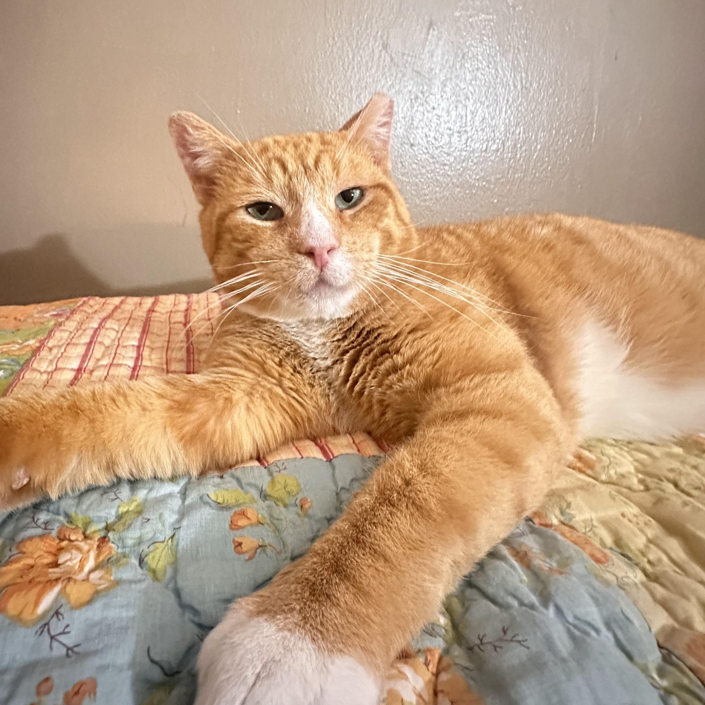 Enlarge Cheddar (FIV+), an adopted American Shorthair in Weehawken, NJ image 1/6