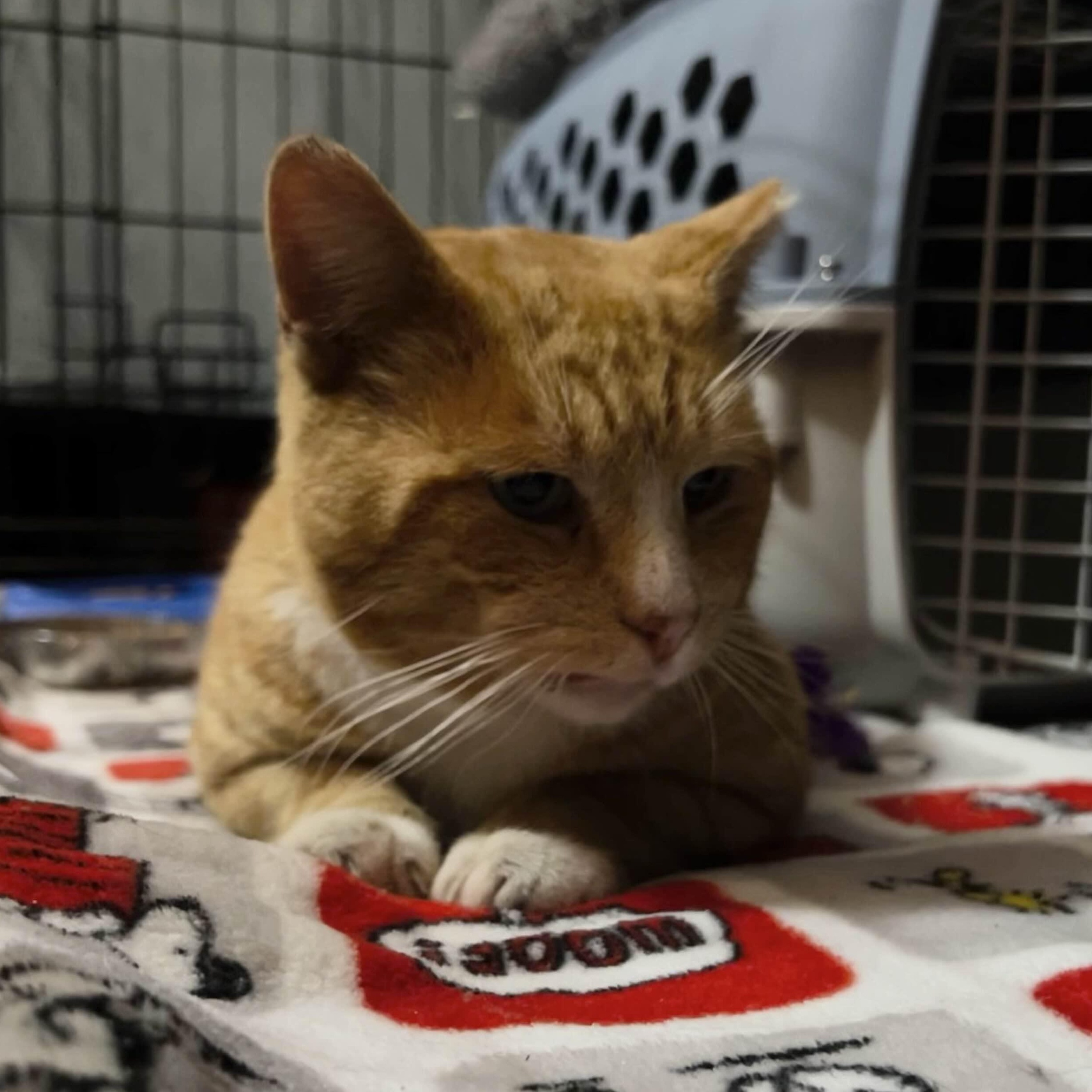 Cheddar (FIV+), ADOPTABLE, Adult Male American Shorthair.