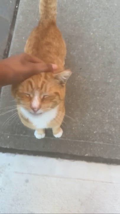 Enlarge Cheddar (FIV+), a ADOPTABLE American Shorthair in Weehawken, NJ video 2/3