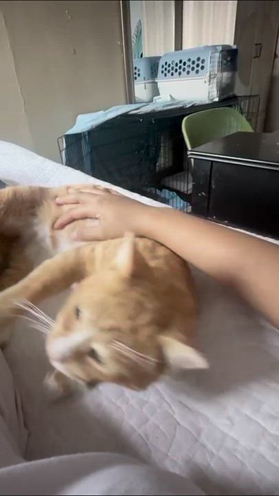 Enlarge Cheddar (FIV+), a ADOPTABLE American Shorthair in Weehawken, NJ video 6/6