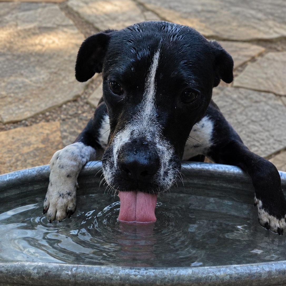 Enlarge FIN-FINITO (Sweet, Loves Kids, All Humans, Cats, Dogs, Cuddles, Affectionate), a Adoptable mixed breed in Savannah, GA image 3/6