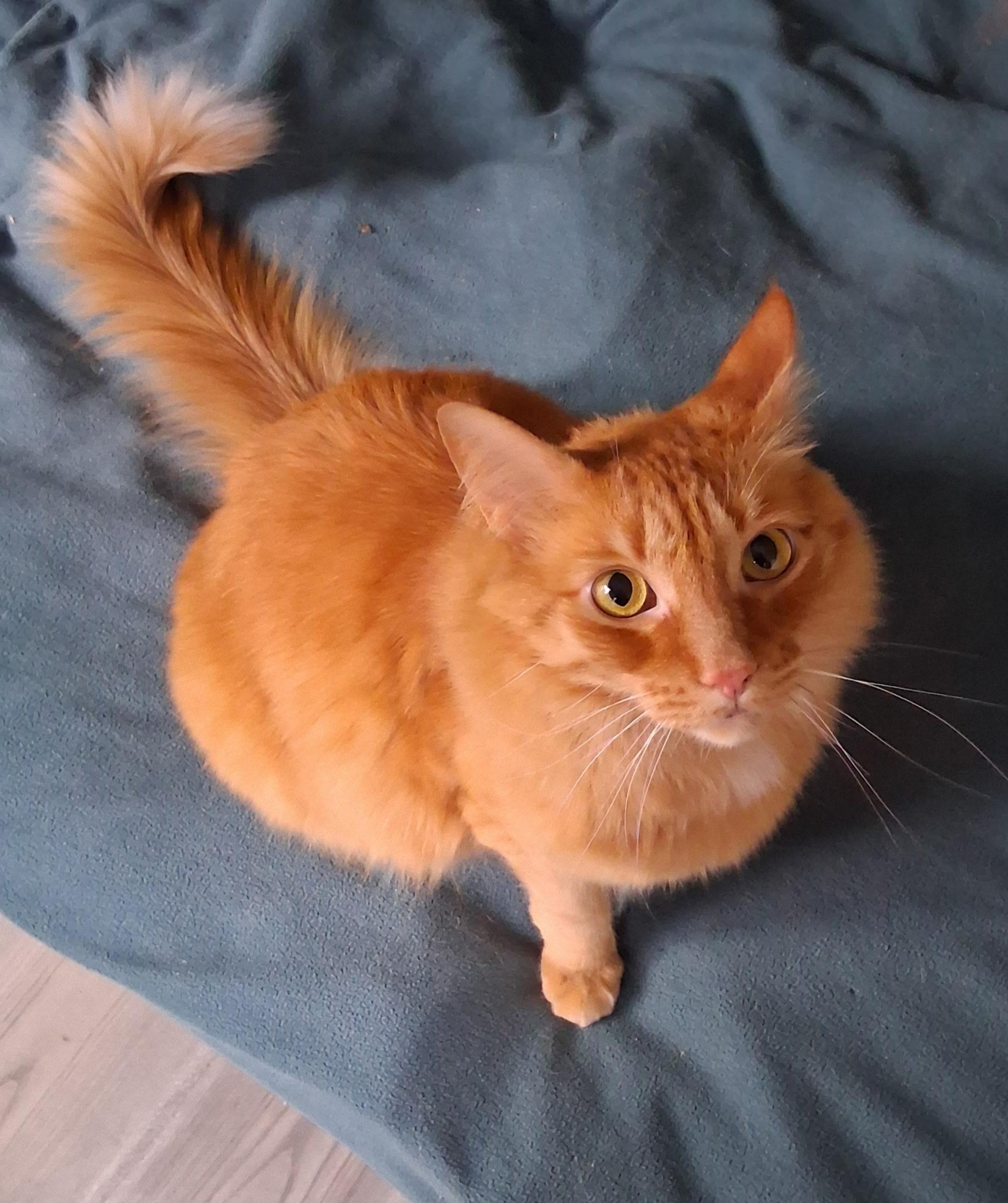 Murphy, a Adoptable Domestic Long Hair in Bothell, WA image 1/4