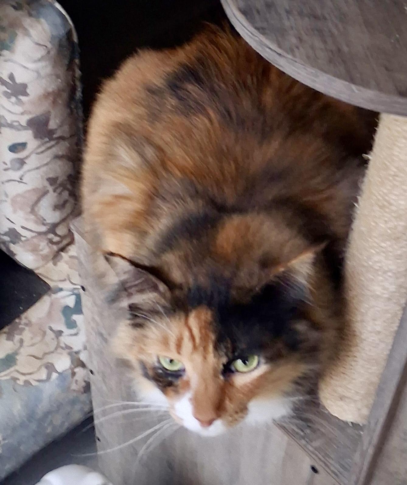Murphy, a Adoptable Domestic Long Hair in Bothell, WA image 4/4