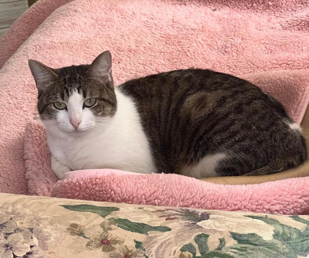 Enlarge Pepper 9, a Adoptable mixed breed in Hoover , AL image 1/2