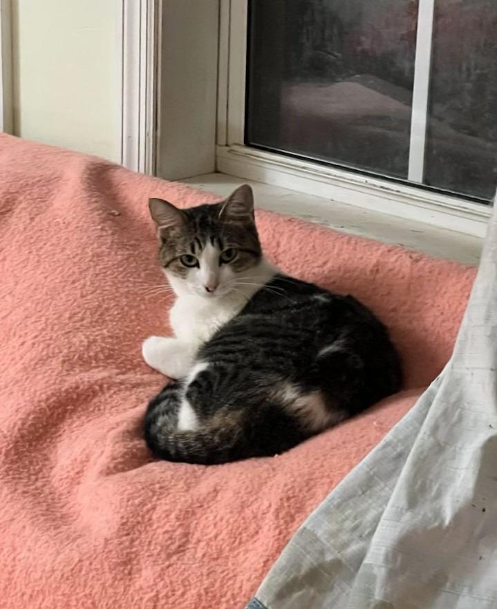 Pepper 9, Adoptable, Adult Female Domestic Short Hair.