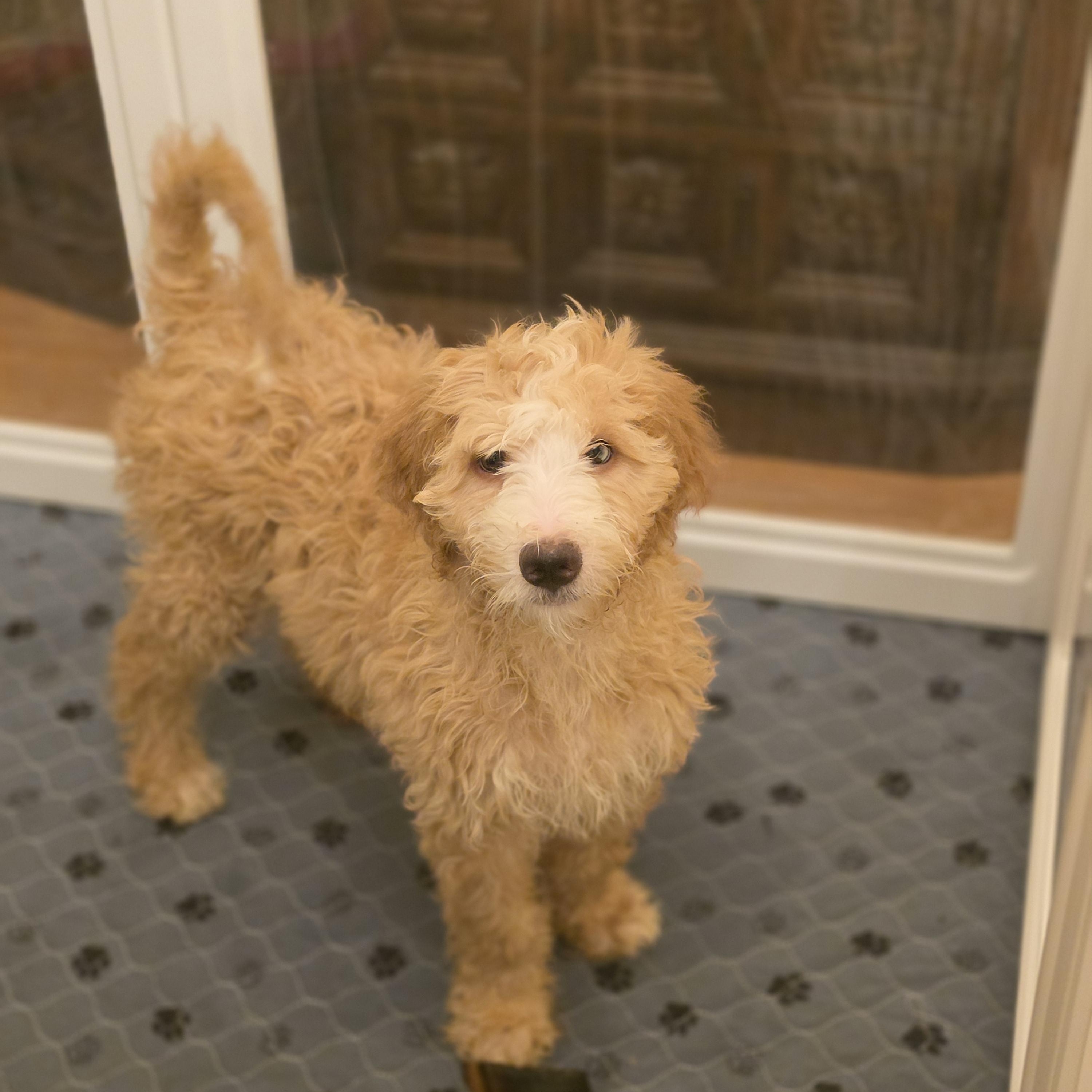 Enlarge Milo, a Adopted mixed breed in Blairstown, NJ image 2/4