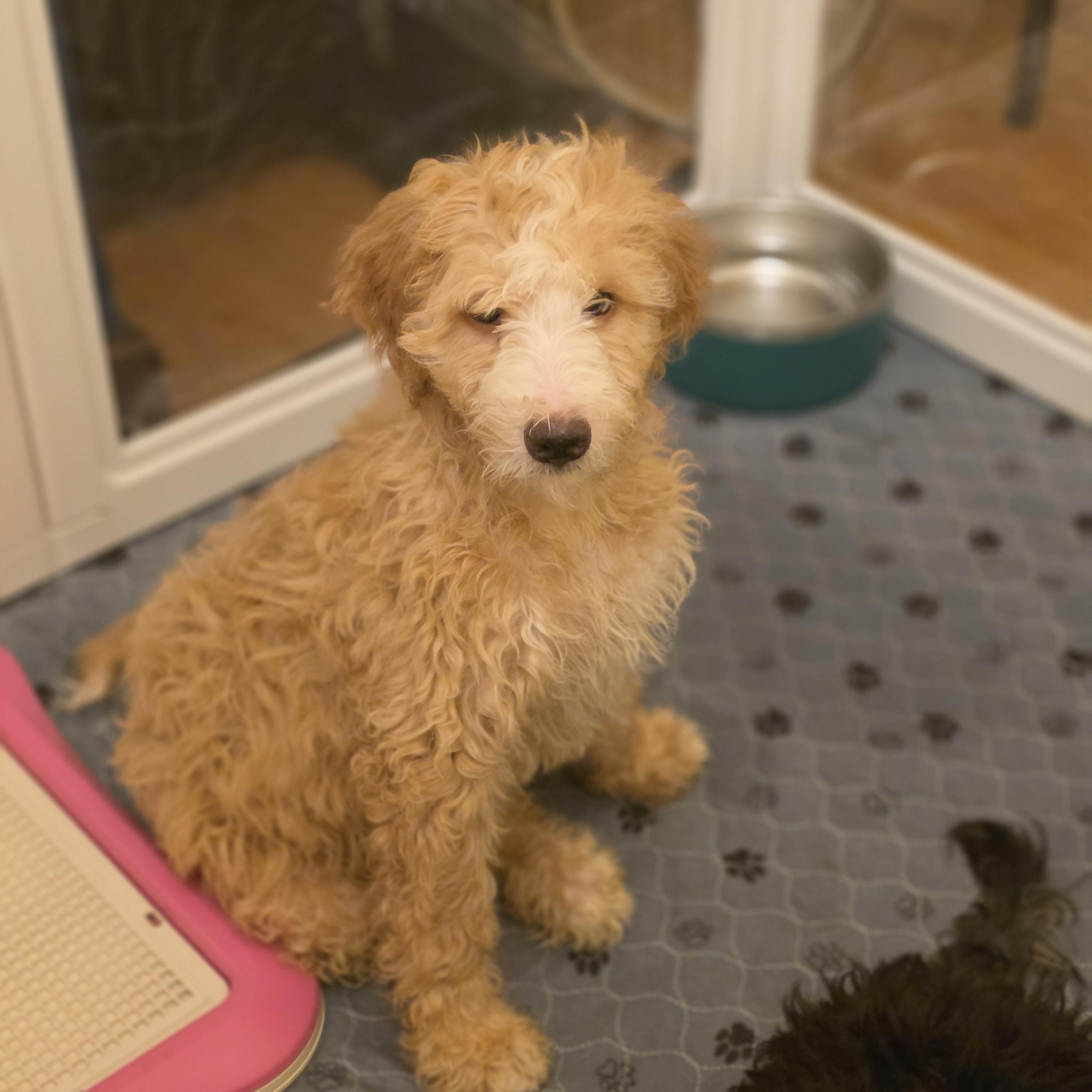Enlarge Milo, a Adopted mixed breed in Blairstown, NJ image 3/4