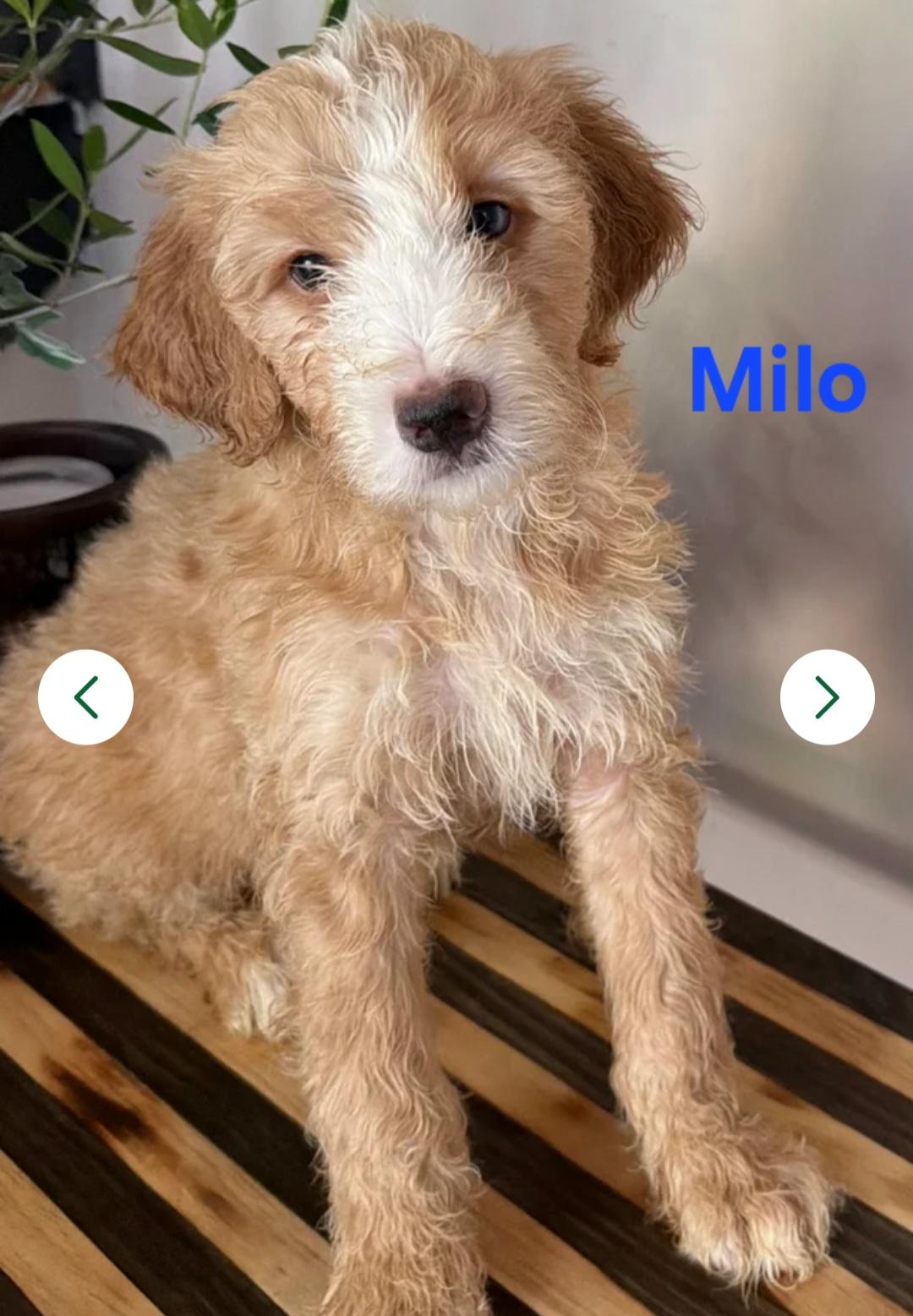 Milo, Adopted, Puppy Male Goldendoodle & Bernadoodle.