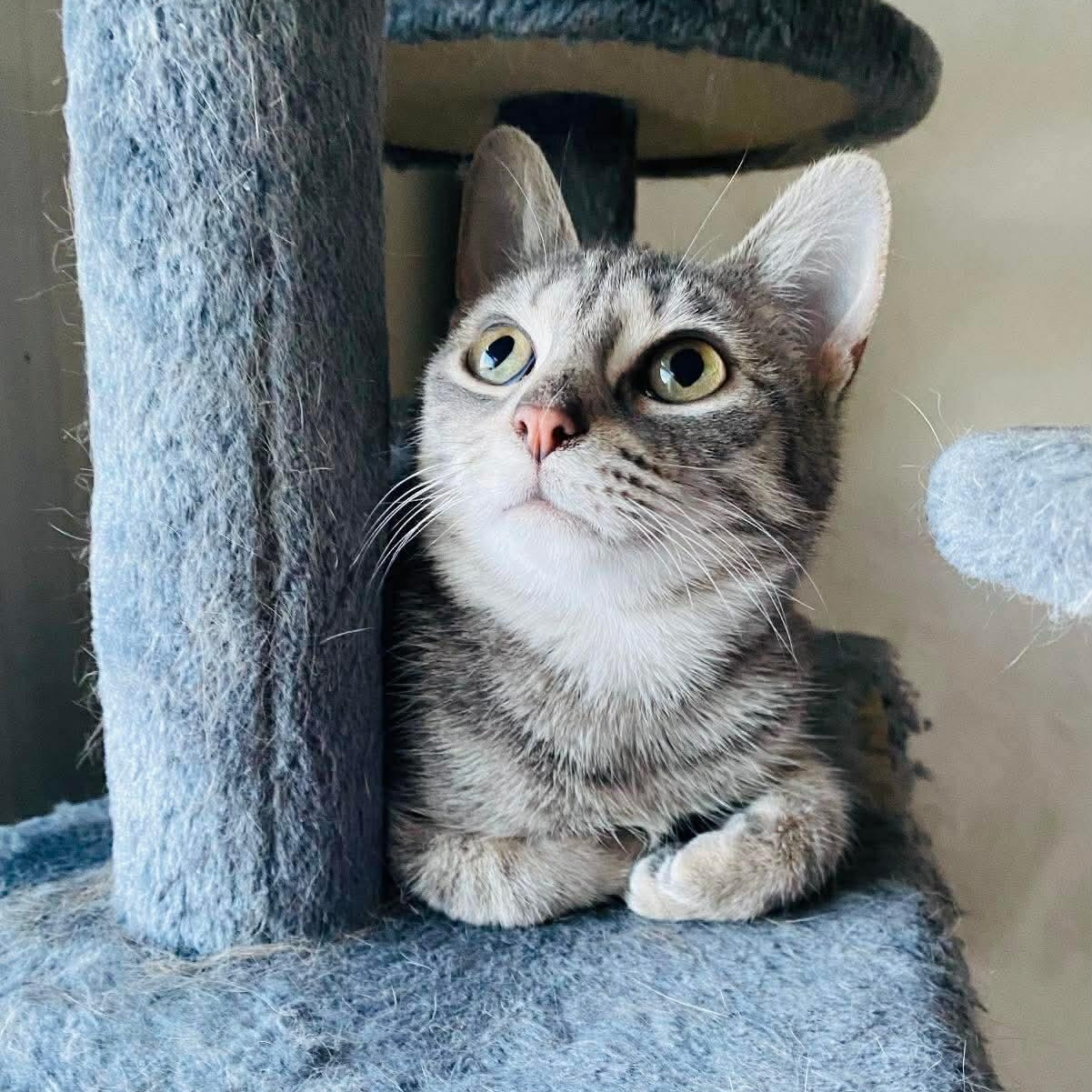 Honey, Adoptable, Young Female Domestic Short Hair.