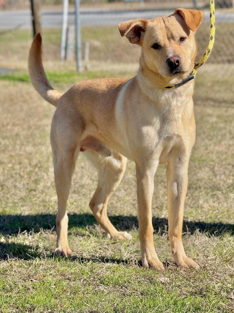 Enlarge Shakey, a Adoptable mixed breed in Kingsland, GA image 1/1