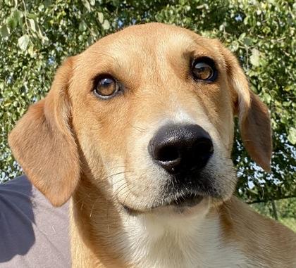 Enlarge Lyndon, a ADOPTABLE Shepherd in Glasgow, KY image 1/2
