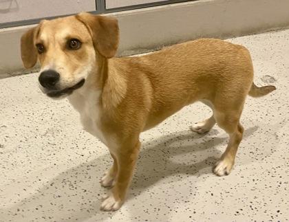 Enlarge Lyndon, a ADOPTABLE Shepherd in Glasgow, KY image 2/2