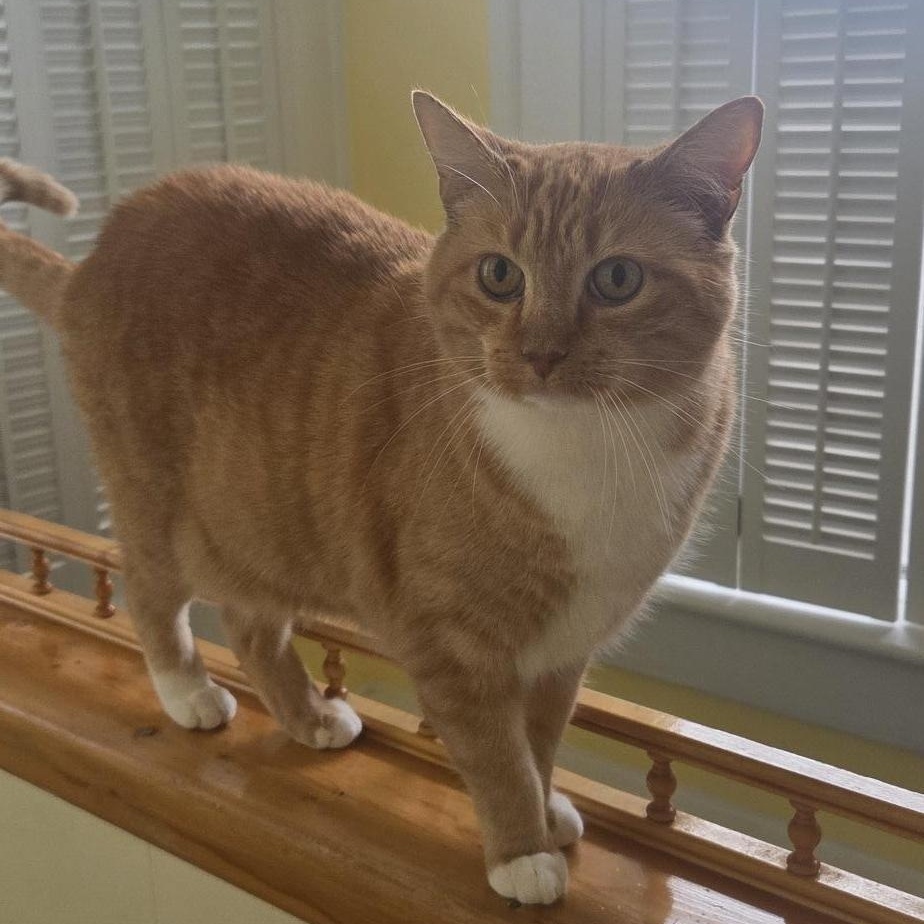 Enlarge Goldie, a ADOPTABLE Domestic Short Hair in Owensboro, KY image 3/4