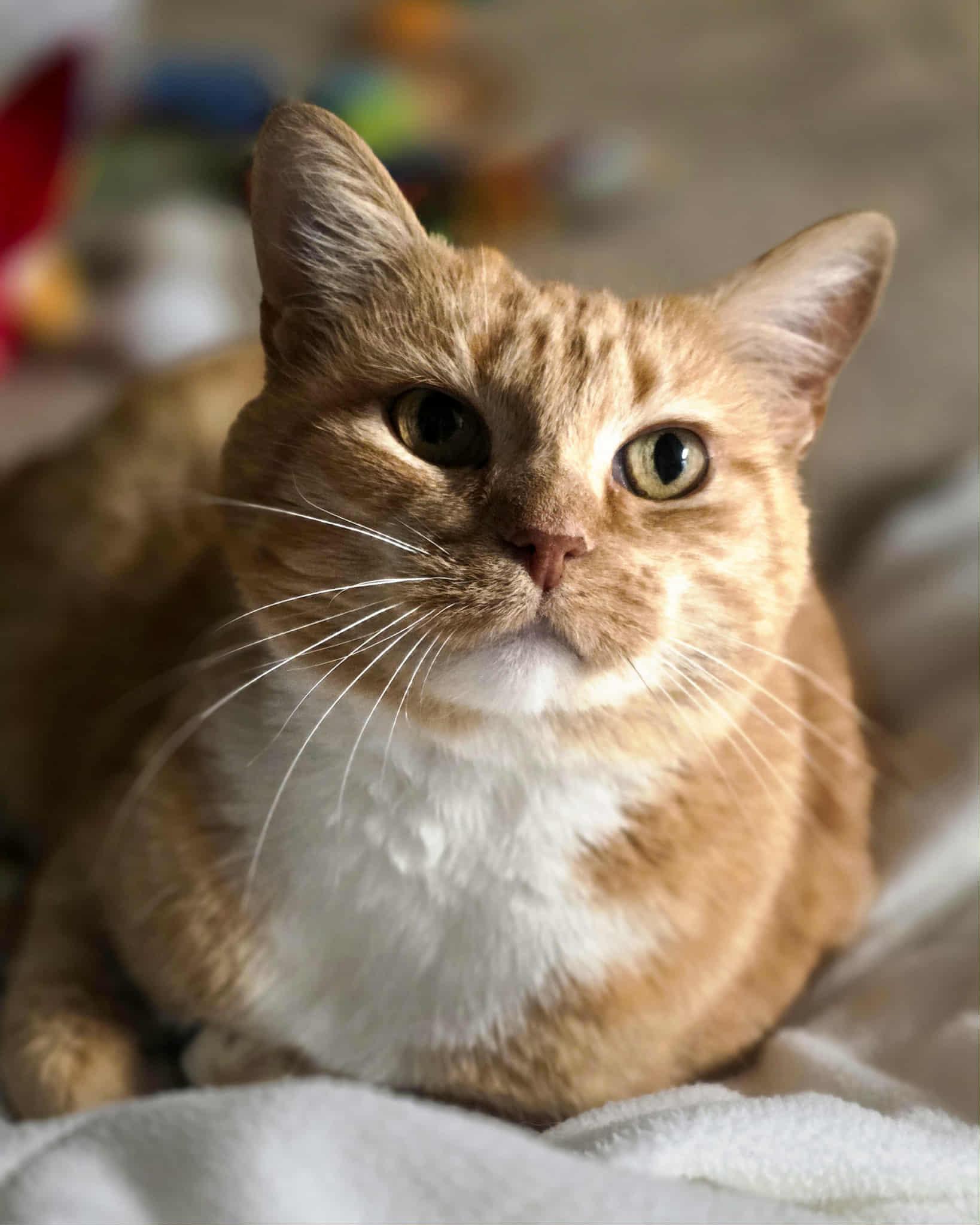 Goldie, ADOPTABLE, Adult Female Domestic Short Hair.