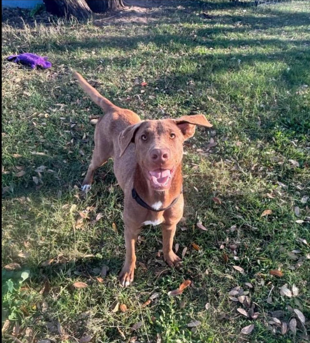 Nash, an adoptable Labrador Retriever in Breckenridge, CO, 80424 | Photo Image 3