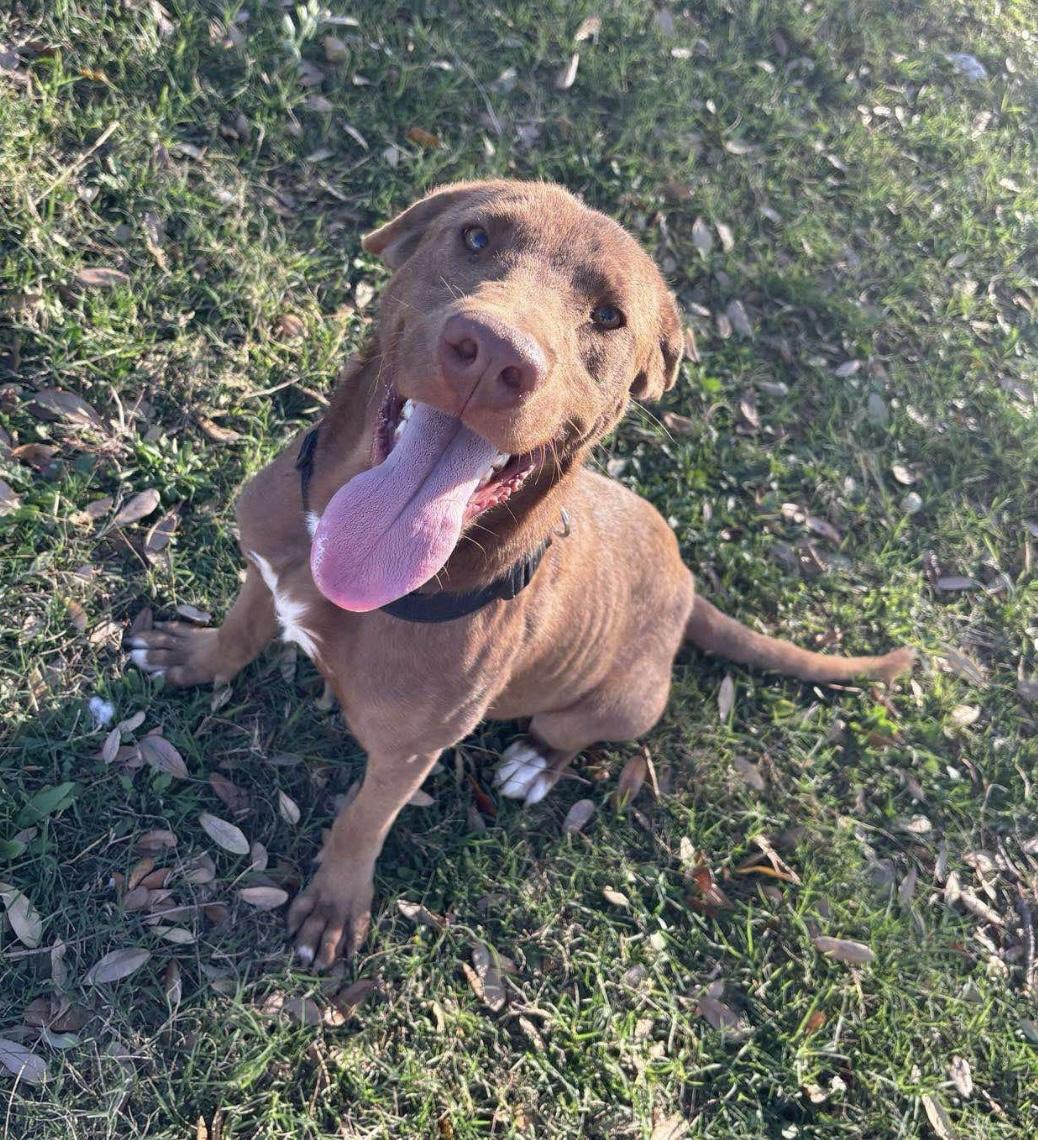 Nash, an adoptable Labrador Retriever in Breckenridge, CO, 80424 | Photo Image 1