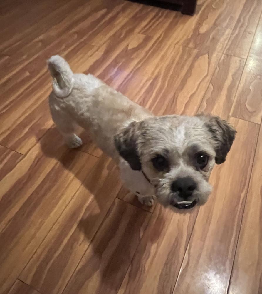 JACKSON (BONDED WITH ROXY), Adoptable, Adult Male Shih Tzu.