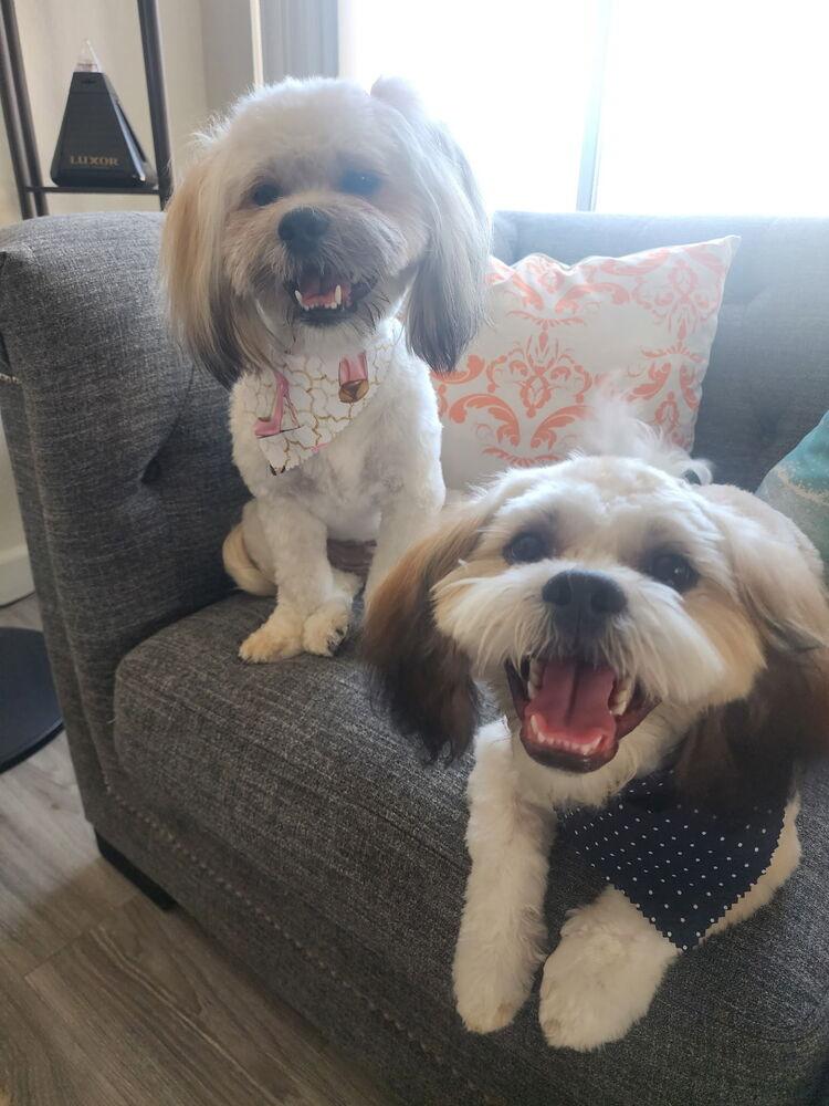Enlarge JACKSON (BONDED WITH ROXY), a Adoptable Shih Tzu in Pomona, CA image 2/6