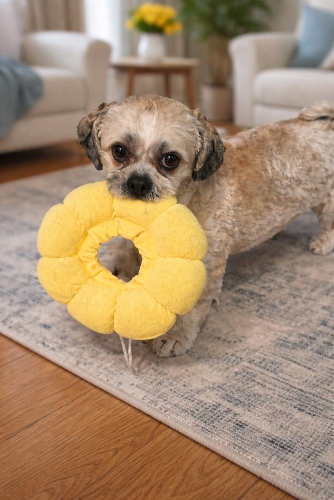 Enlarge JACKSON (BONDED WITH ROXY), a Adoptable Shih Tzu in Pomona, CA image 3/6