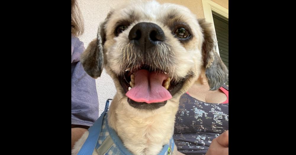 Enlarge JACKSON (BONDED WITH ROXY), a Adoptable Shih Tzu in Pomona, CA image 4/6