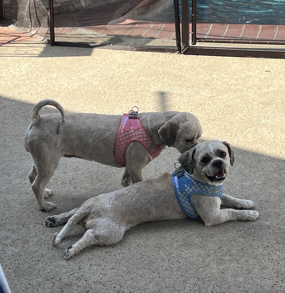 Enlarge JACKSON (BONDED WITH ROXY), a Adoptable Shih Tzu in Pomona, CA image 5/6
