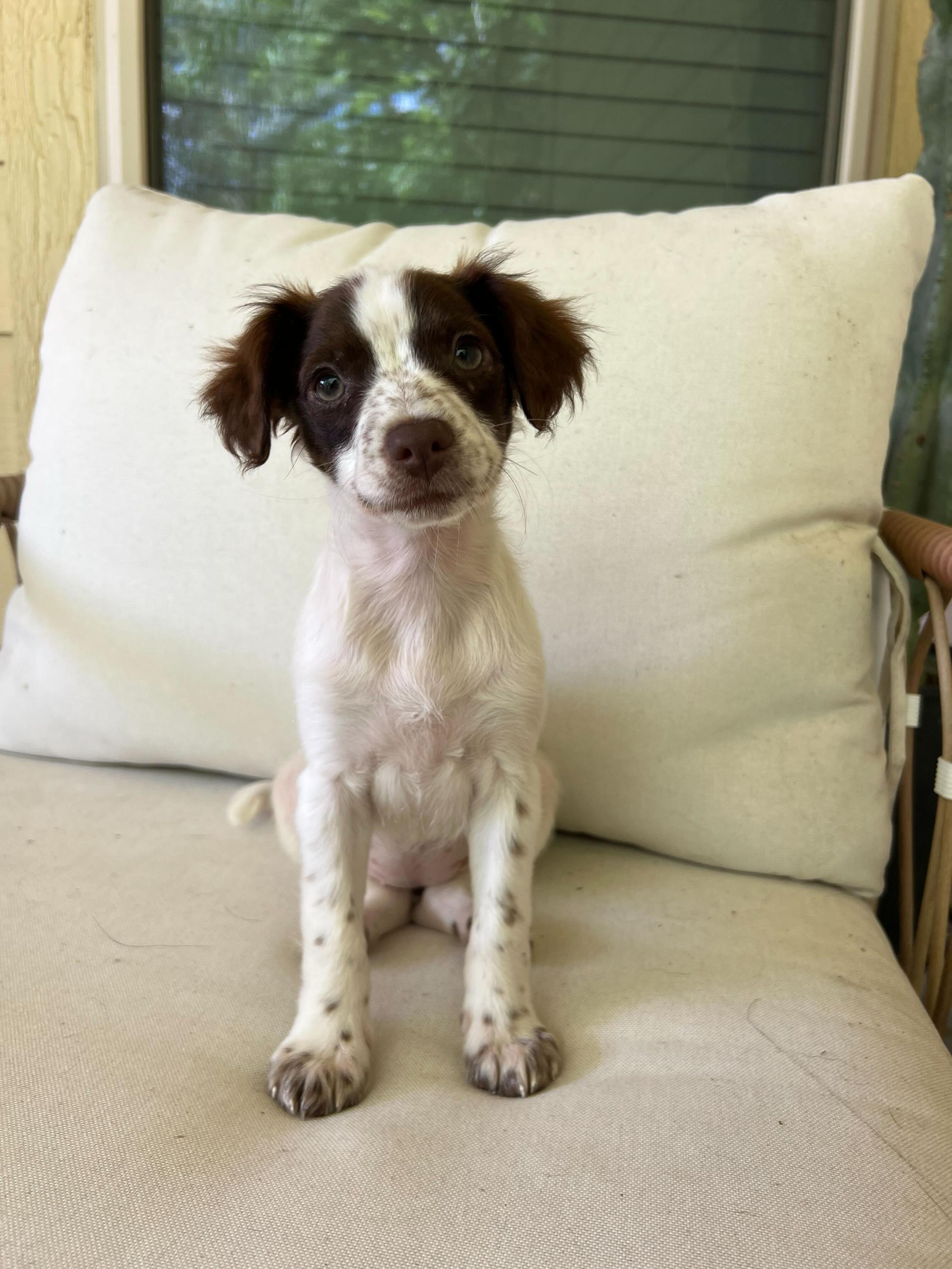 Enlarge Birdie, an adopted mixed breed in Pflugerville, TX image 1/5
