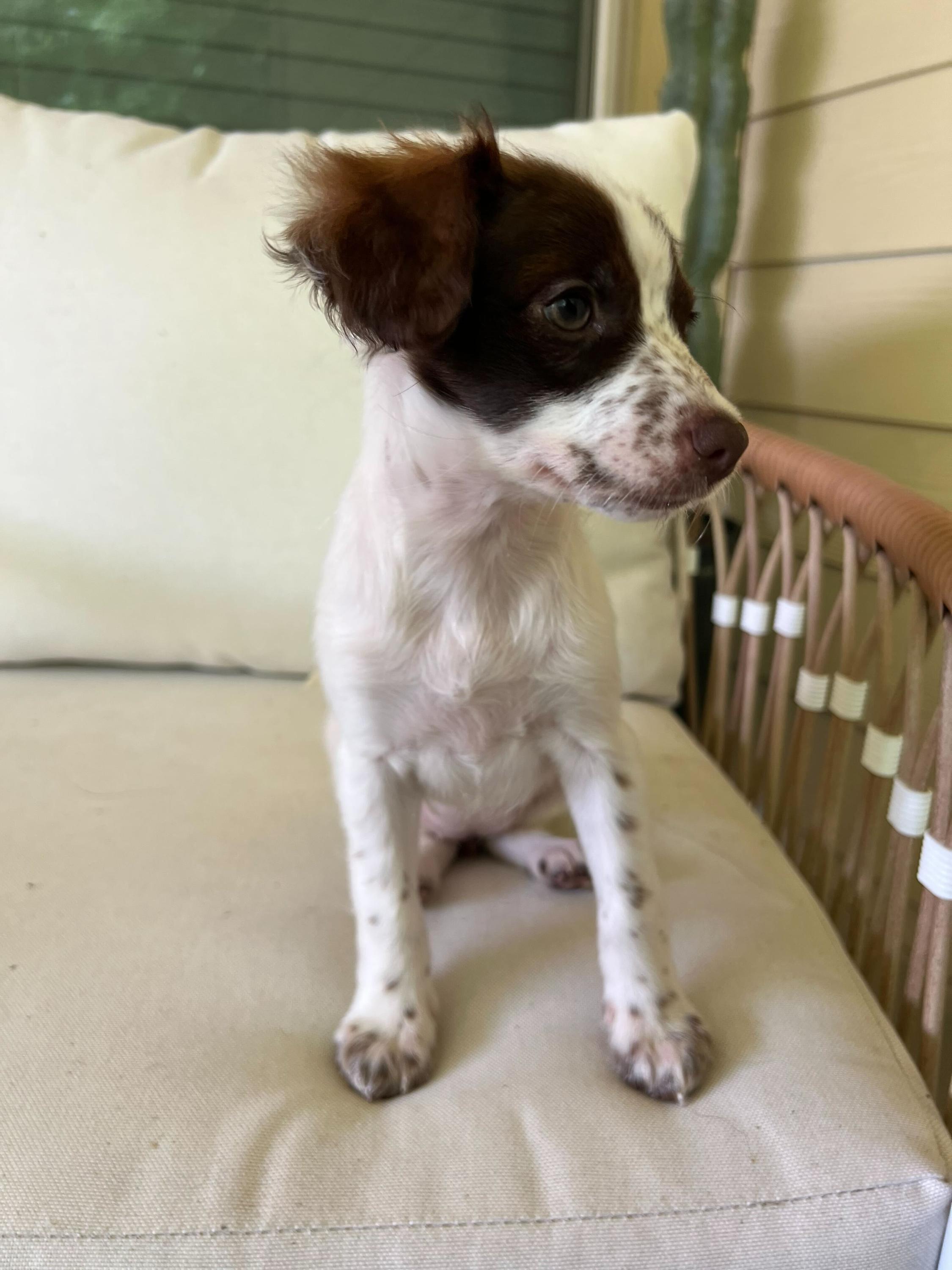 Enlarge Birdie, an adopted mixed breed in Pflugerville, TX image 2/5