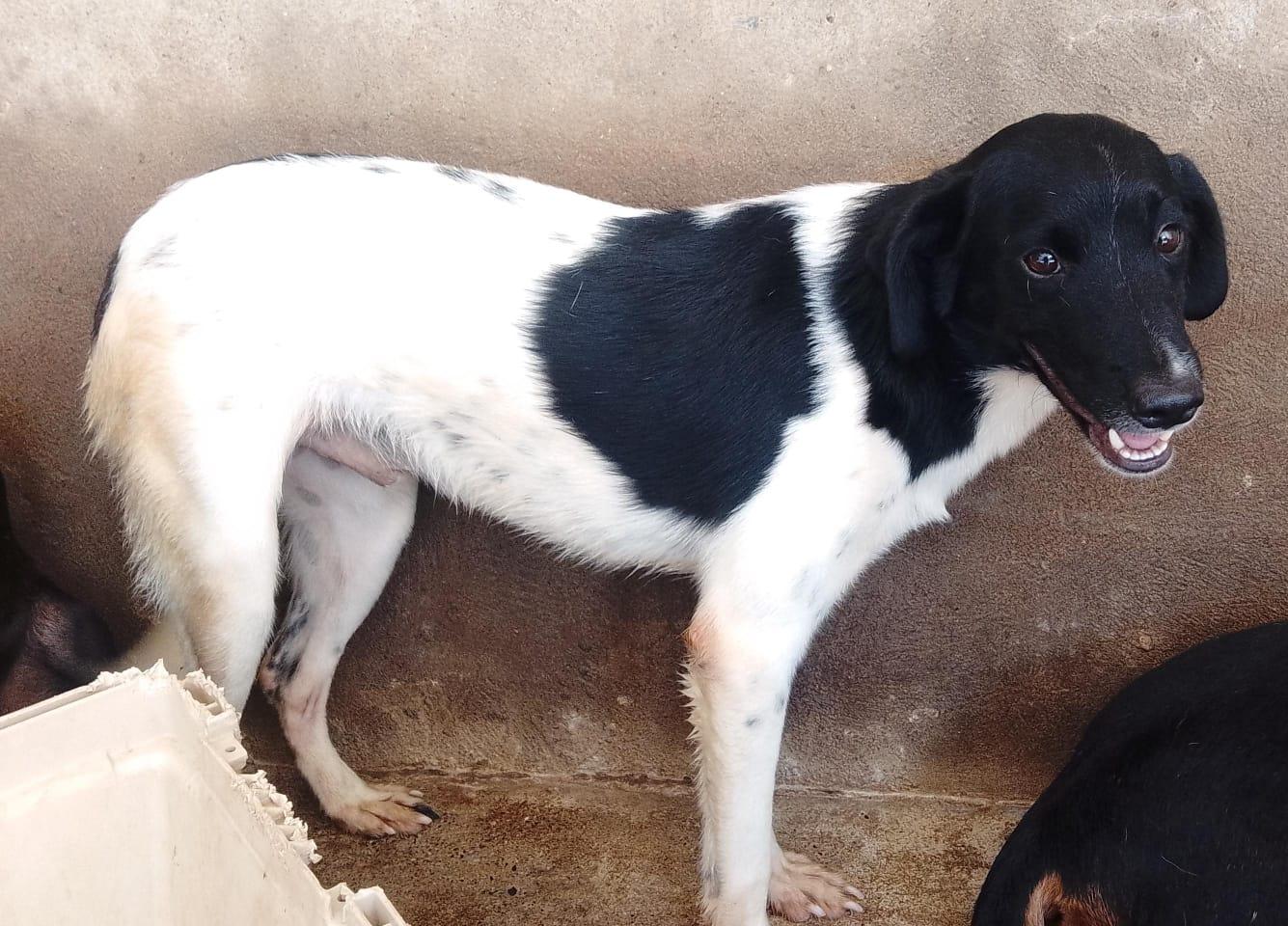 Brad, an adoptable Mixed Breed in Las Jarretaderas, NAY, 63735 | Photo Image 3