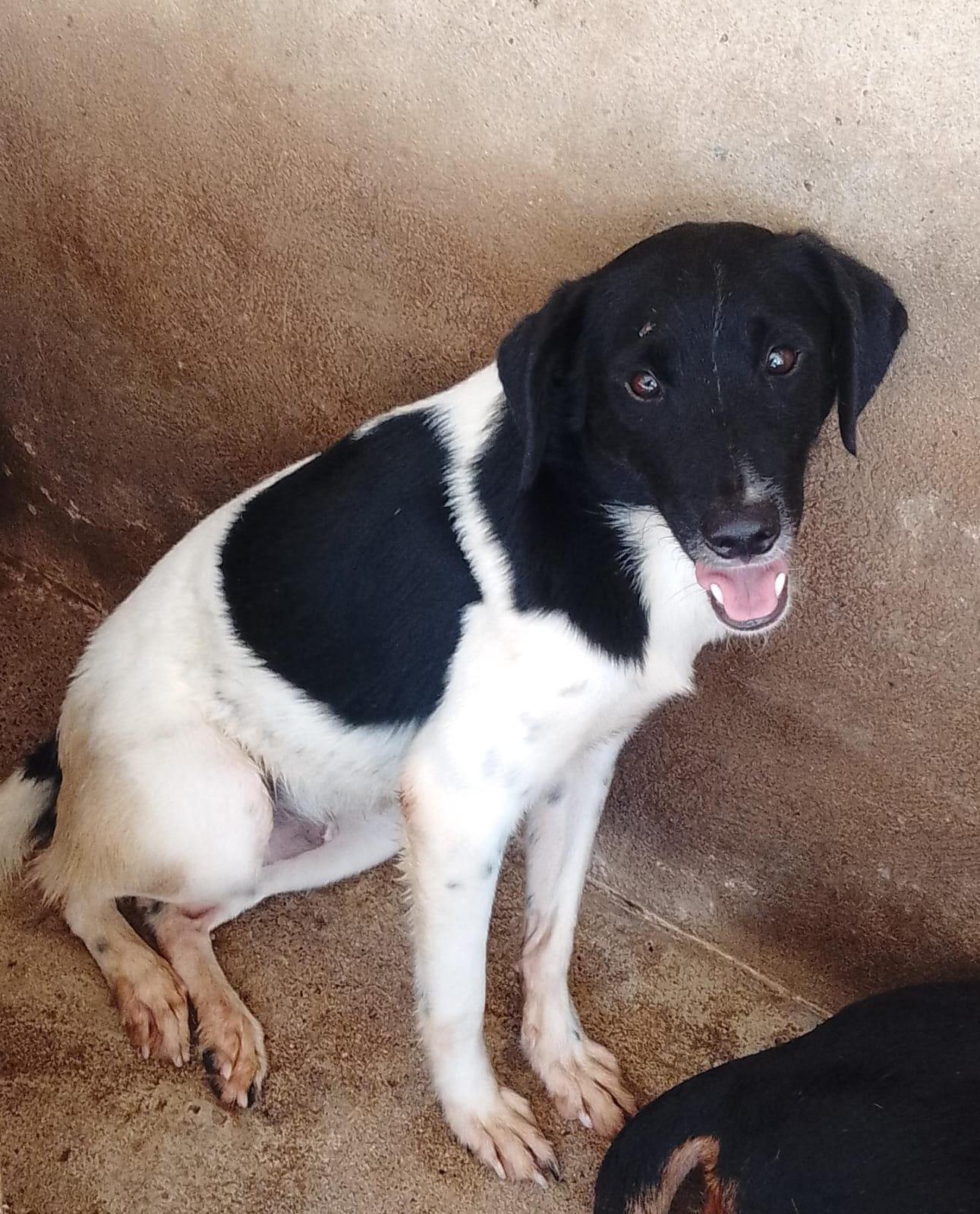 Brad, an adoptable Mixed Breed in Las Jarretaderas, NAY, 63735 | Photo Image 1