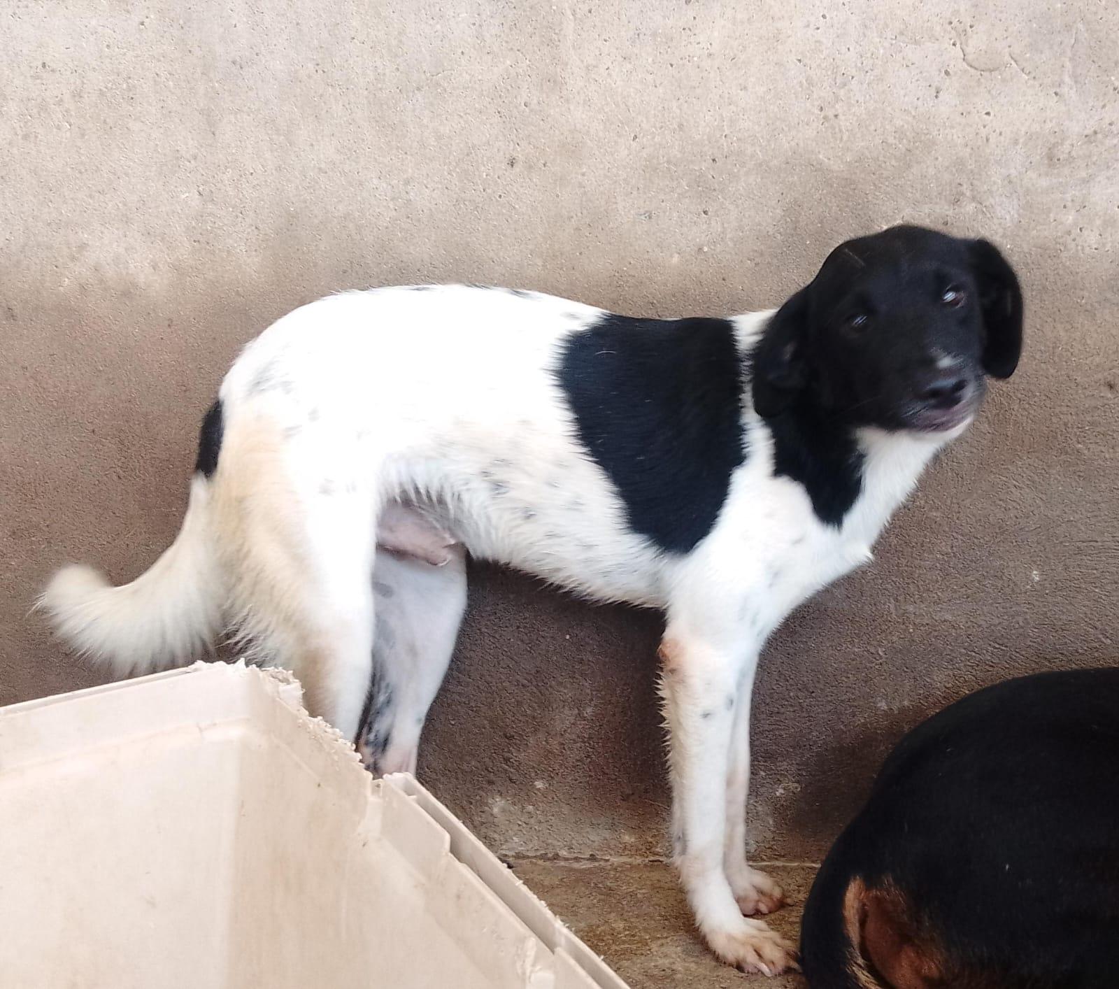 Brad, an adoptable Mixed Breed in Las Jarretaderas, NAY, 63735 | Photo Image 6