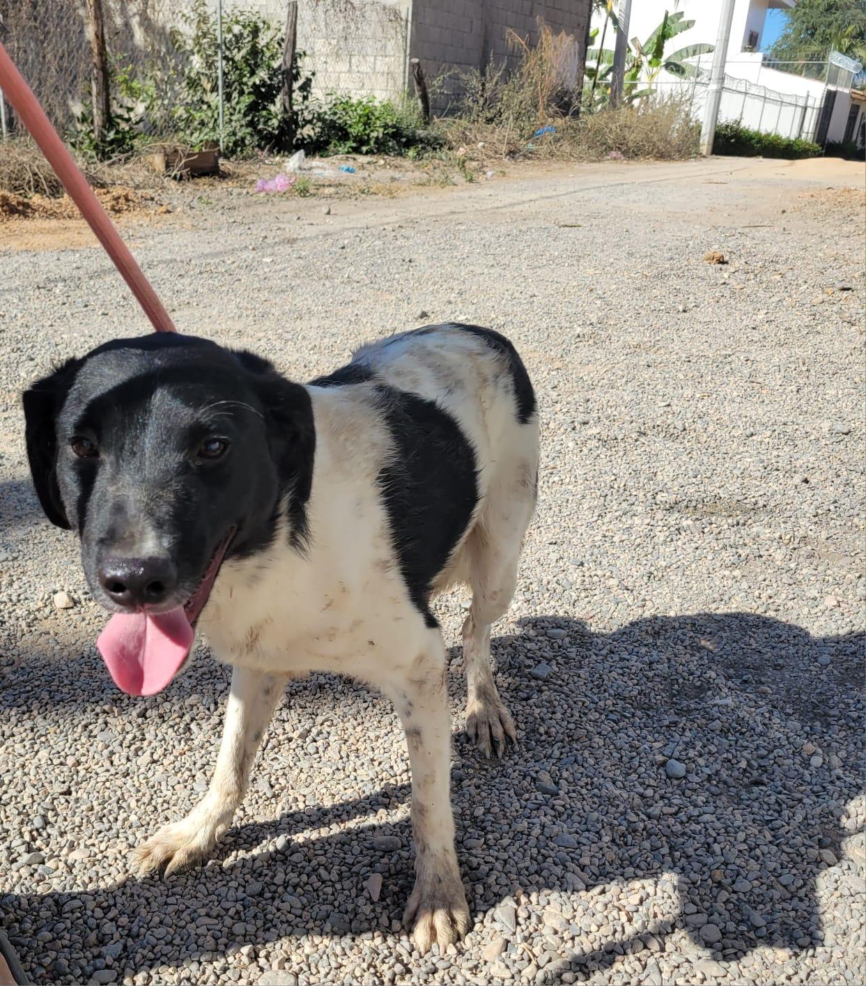 Brad, an adoptable Mixed Breed in Las Jarretaderas, NAY, 63735 | Photo Image 4