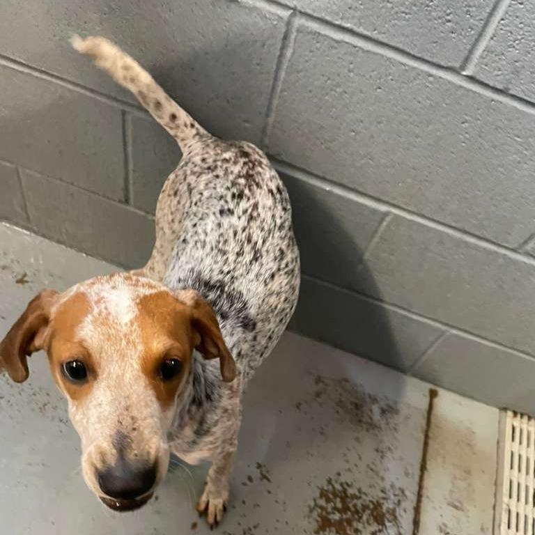 Millia, Adoptable, Young Female Mixed Breed.