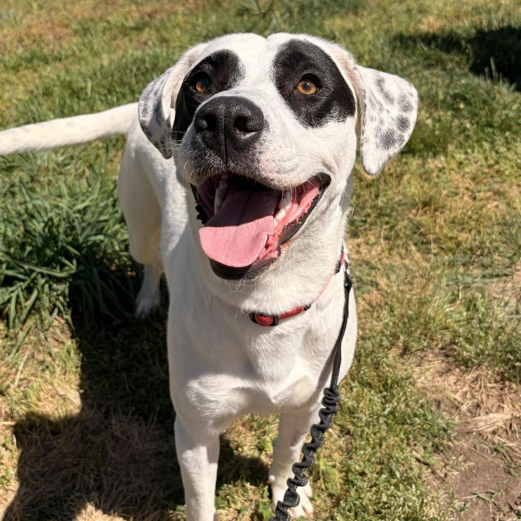 Pogo, Adoptable, Adult Male Mixed Breed & Black Labrador Retriever.